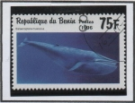 Stamps Benin -  Animales Marinos: Balaenoptera