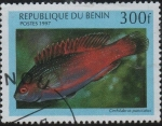 Stamps Benin -  Peces: Cirrlabrus