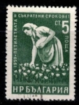 Stamps Bulgaria -  Plan quinquenal en plazos.Mujer recolectora de algodón.
