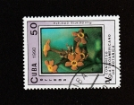 Stamps Cuba -  Flor Rondelia odorata
