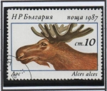 Sellos de Europa - Bulgaria -  Alces