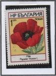 Stamps Bulgaria -  Amapola