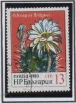 Sellos de Africa - Bulgaria -  Flores d' Cactus:  Echinopsis