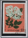 Stamps Bulgaria -  Hierbas Medicinales: Comoomon elder