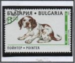 Stamps Bulgaria -  Cachorros: Pointer