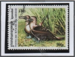 Stamps Cambodia -  Sula Nebouxdi