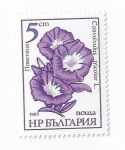 Stamps Bulgaria -  Convolvulus tricolor