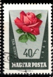 Stamps Hungary -  Rosas en colores naturales. 