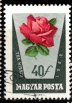 Stamps : Europe : Hungary :  Rosas en colores naturales. 