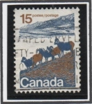 Sellos de America - Canad -  Ovejas d' Montaña