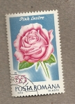 Sellos de Europa - Rumania -  Rosa