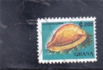 Stamps Ghana -  caracola