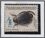 Sellos de Europa - Checoslovaquia -  Escarabajos: Dyticus Latis