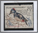 Stamps Czechoslovakia -  Pica pinos