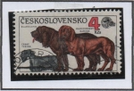 Sellos de Europa - Checoslovaquia -  Terrier Checo
