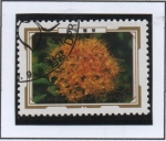 Stamps North Korea -  Flores Alpinas: Rhodiola elongata