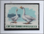Stamps North Korea -  Patos y Gansos: Gansos