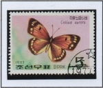 Stamps North Korea -  Mariposas: Colias aurora