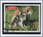 Stamps North Korea -  Boder Collies