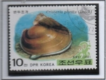 Stamps North Korea -  Moluscos: Cristaria plicata