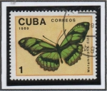 Sellos de America - Cuba -  Mariposas: Metamorphodio