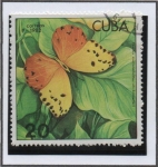 Stamps Cuba -  Mariposas: Phoebis Avellaneda