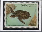 Sellos de America - Cuba -  Tortugas: Eretmochelys imbricata