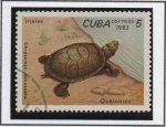 Stamps Cuba -  Tortugas: Cherysemys decussata