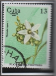 Stamps Cuba -  Flores Silvestres: Morinda