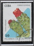 Stamps Cuba -  Flores d' cactus: Opuntia milispaughis