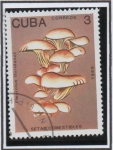 Stamps Cuba -  Setas comestibles: Pieurotus tioridanus