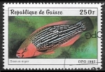 Stamps Guinea -  Peces =  Dusky Parrotfish (Scarus niger)