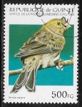 Sellos de Africa - Guinea -  Aves - Atlantic Canary (Serinus canaria)