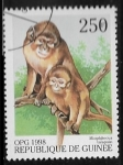 Stamps : Africa : Guinea :  OPG 998 - Angolan Talapoin (Miophitecus talapoin)