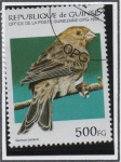 Stamps : Africa : Guinea :  Aves: Canario Serinus