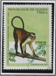 Stamps : Africa : Guinea :  Animales Africanos: Mono Cercopithecus