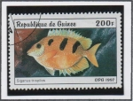 Stamps : Africa : Guinea :  Peces: Siganus trispilos