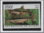 Sellos de Africa - Guinea -  Peces: Barbodes miolepis
