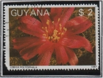 Stamps Guyana -  Flores d' Cactus: Lobivia polycephala
