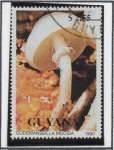 Sellos de America - Guyana -  Hongos: 	Hongo de porcelana