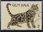 Stamps Guyana -  Gatos: Ameriacno de pelo corto