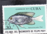Stamps Cuba -  175 aniv.del nacimiento de felipe poey