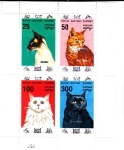 Stamps Asia - Georgia -  GATOS DE RAZA