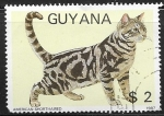 Sellos del Mundo : America : Guyana : American Shorthair (Felis silvestris catus)