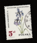 Stamps Poland -  Ieis sibirica