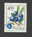 Stamps : Europe : Poland :  Prunuscspinosa