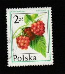 Stamps : Europe : Poland :  Rubus idaedus