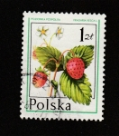 Stamps : Europe : Poland :  Fragaria vesca