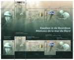 Stamps Belgium -  Medusas del Mar del Norte