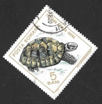 Stamps Romania -  1719 - Tortuga Mora